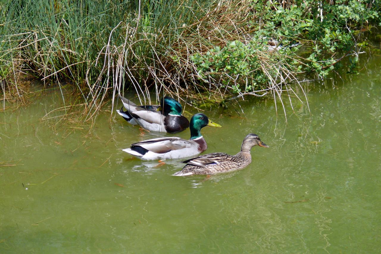 Le mesnil sur Oger 09 mai 2015  (90)