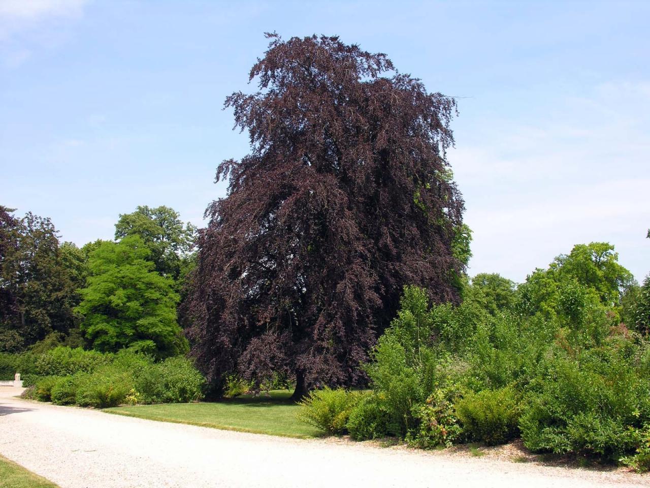 Le parc du Château (1)