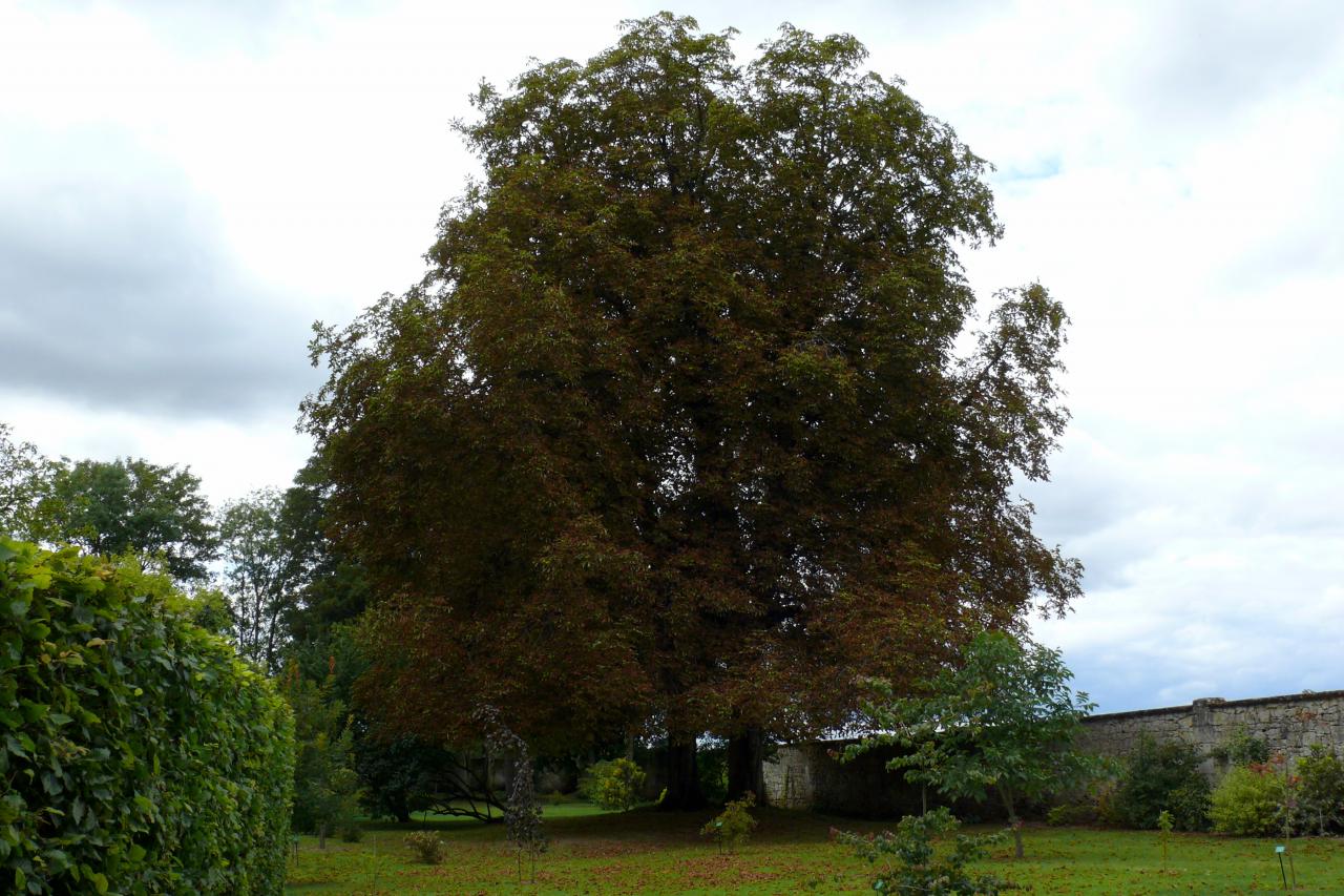 Les jardins de la Muette et le Château (8)