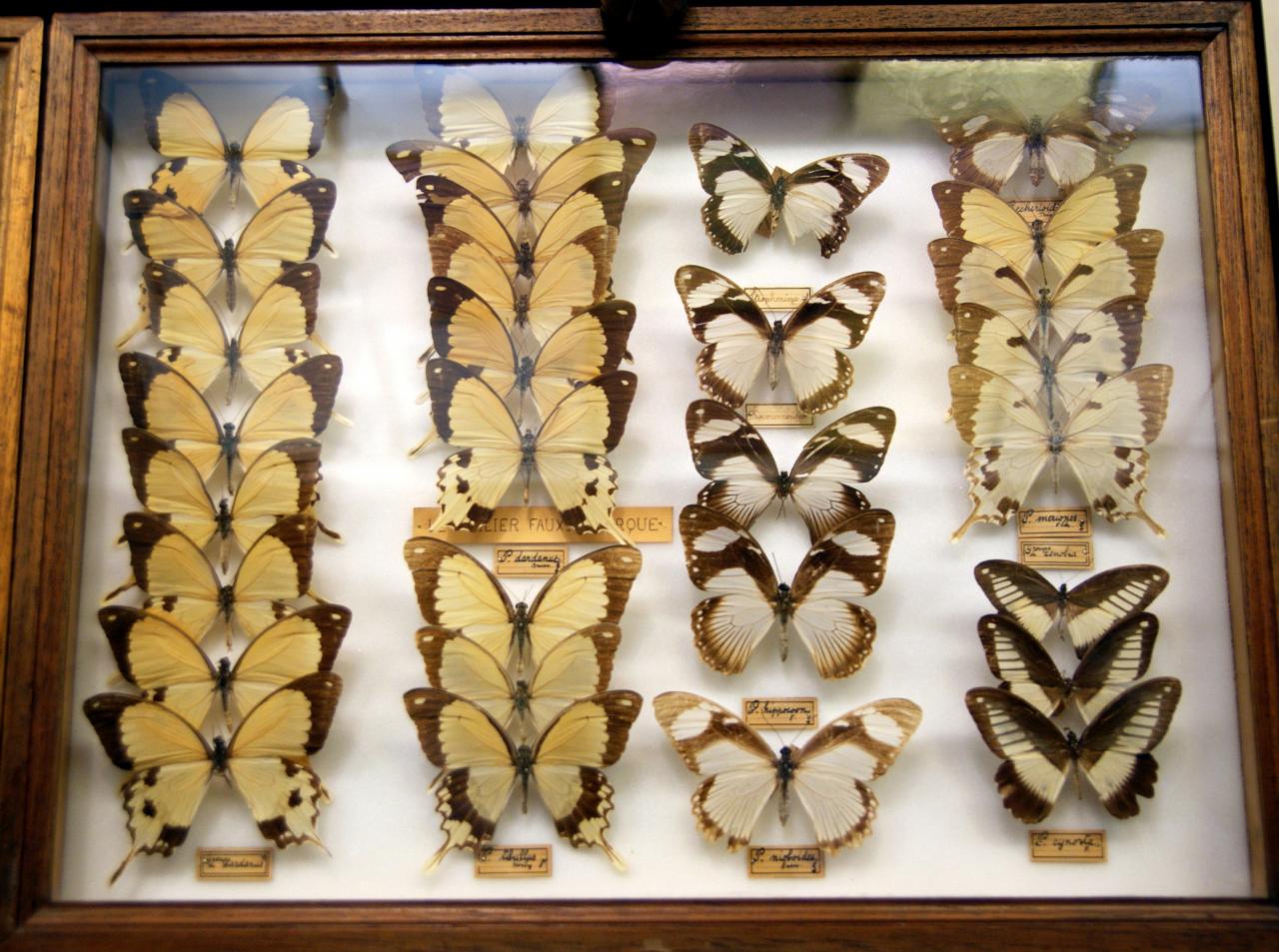 Musée du papillons 7 nov 2013 (10)