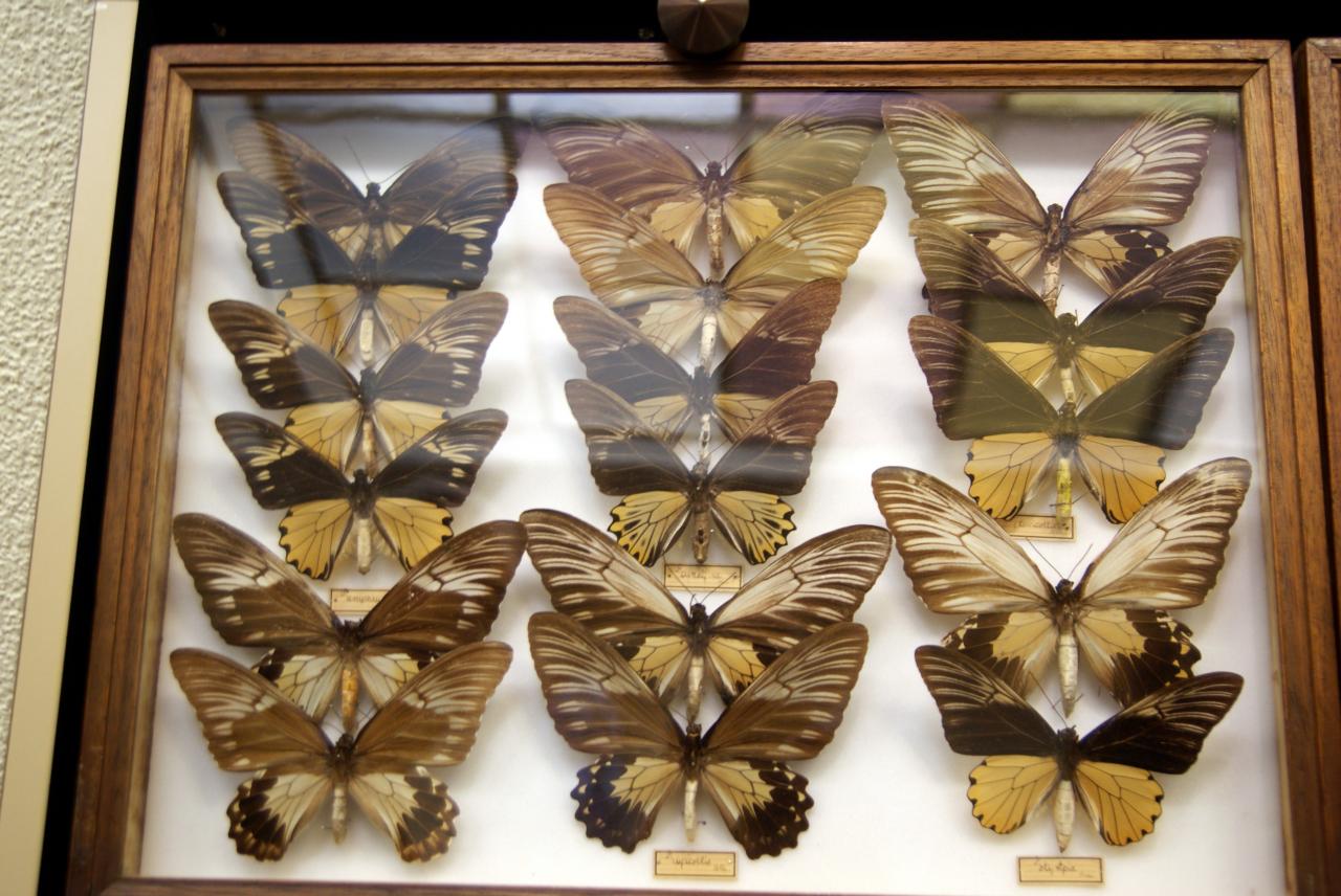 Musée du papillons 7 nov 2013 (11)