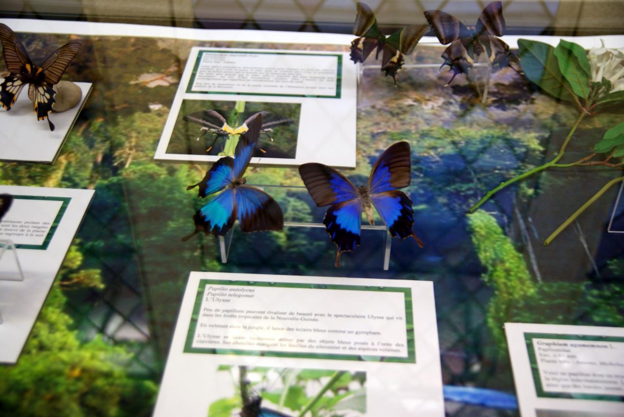Musée du papillons 7 nov 2013 (12)