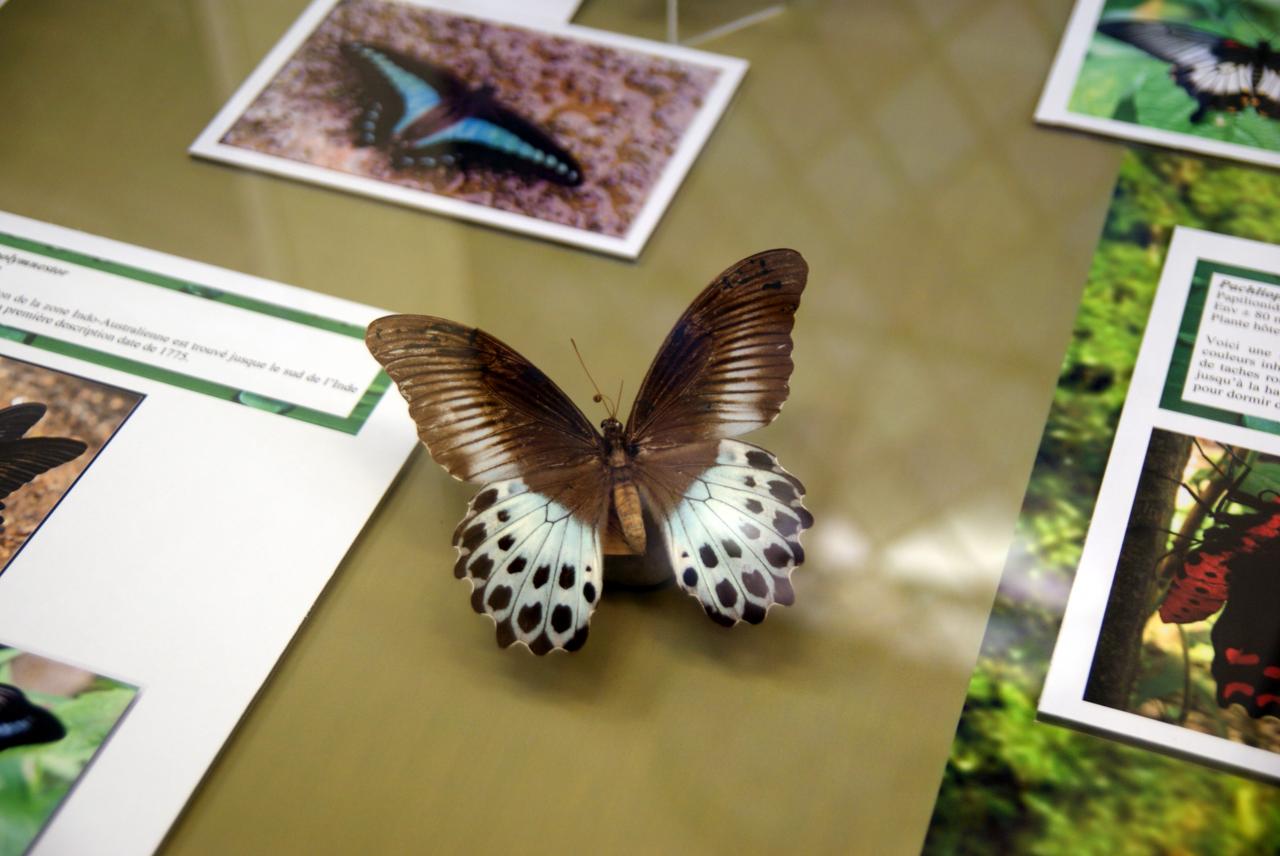Musée du papillons 7 nov 2013 (13)