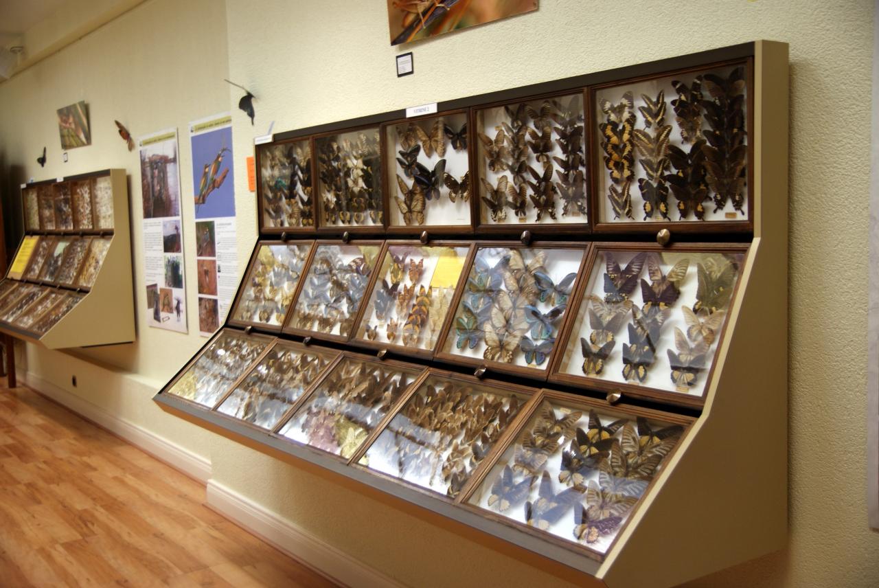 Musée du papillons 7 nov 2013 (14)