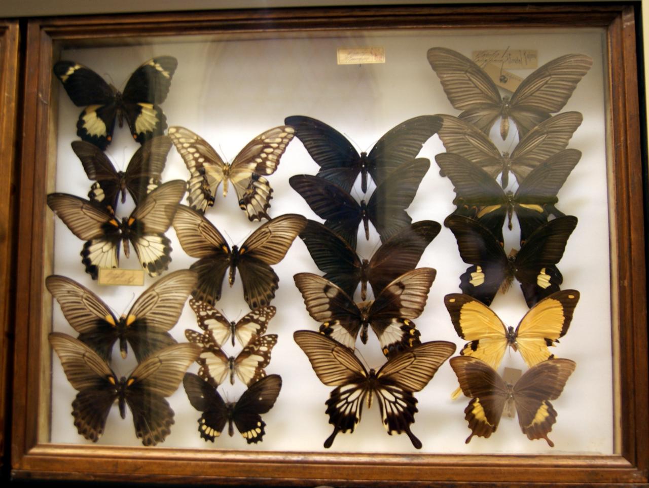 Musée du papillons 7 nov 2013 (15)