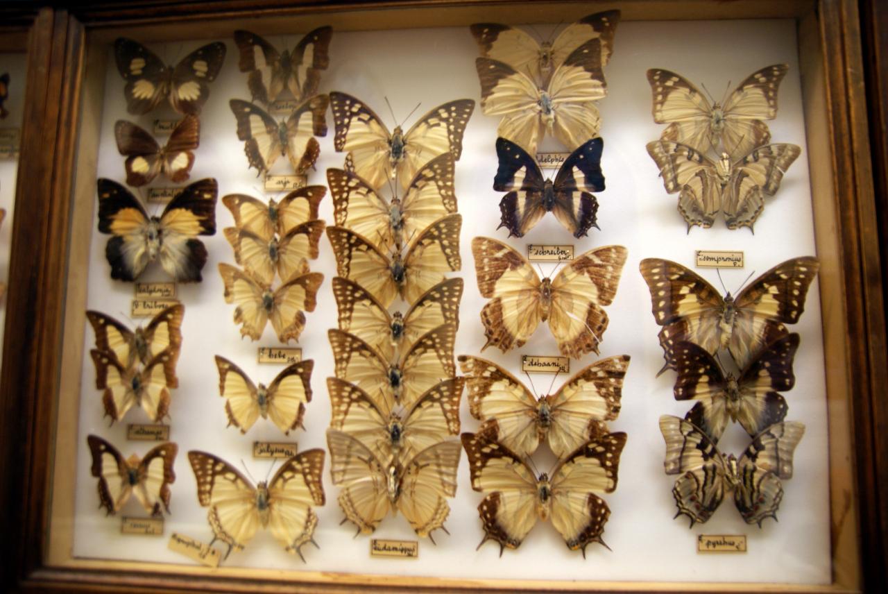 Musée du papillons 7 nov 2013 (16)
