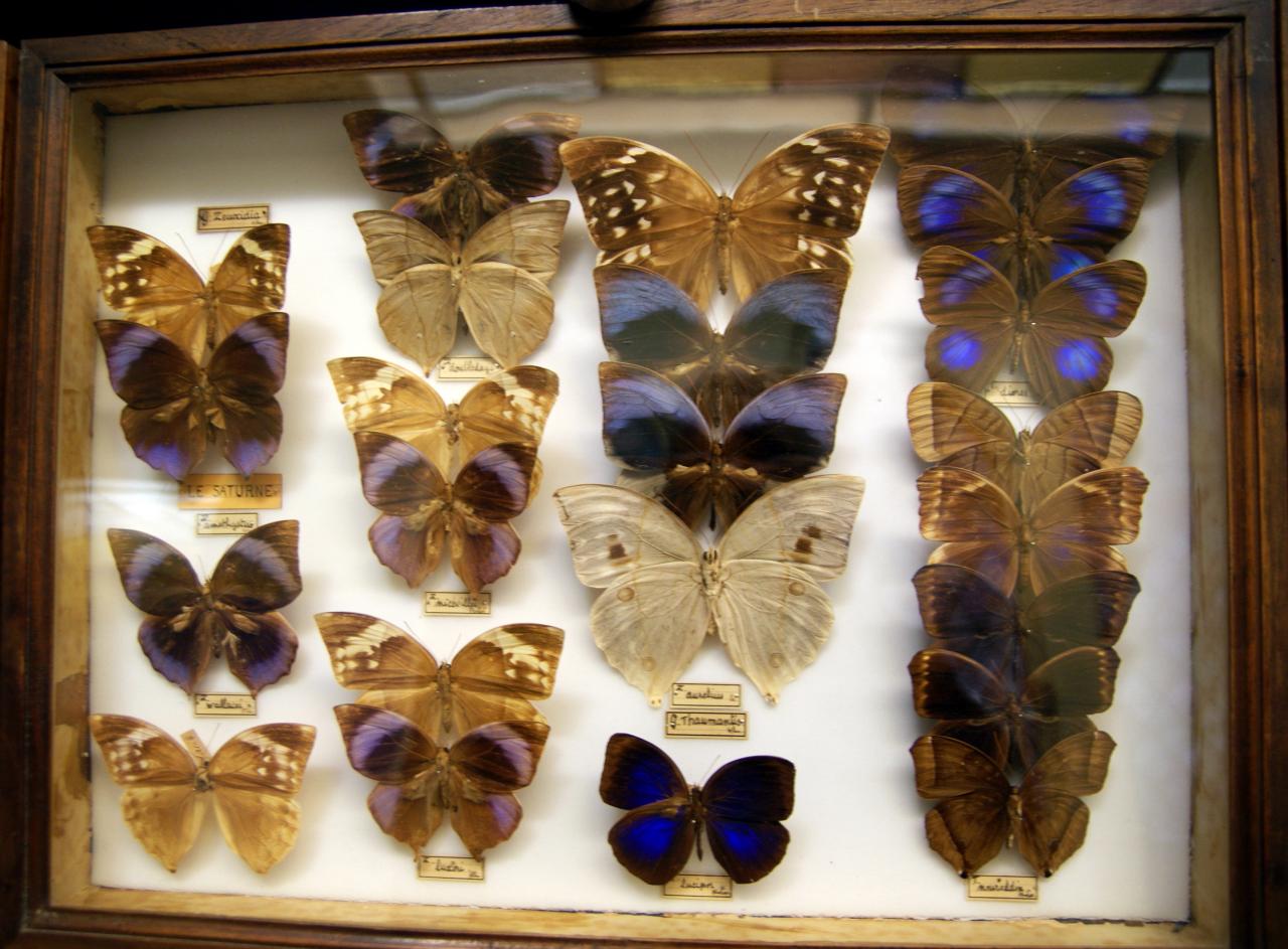 Musée du papillons 7 nov 2013 (17)