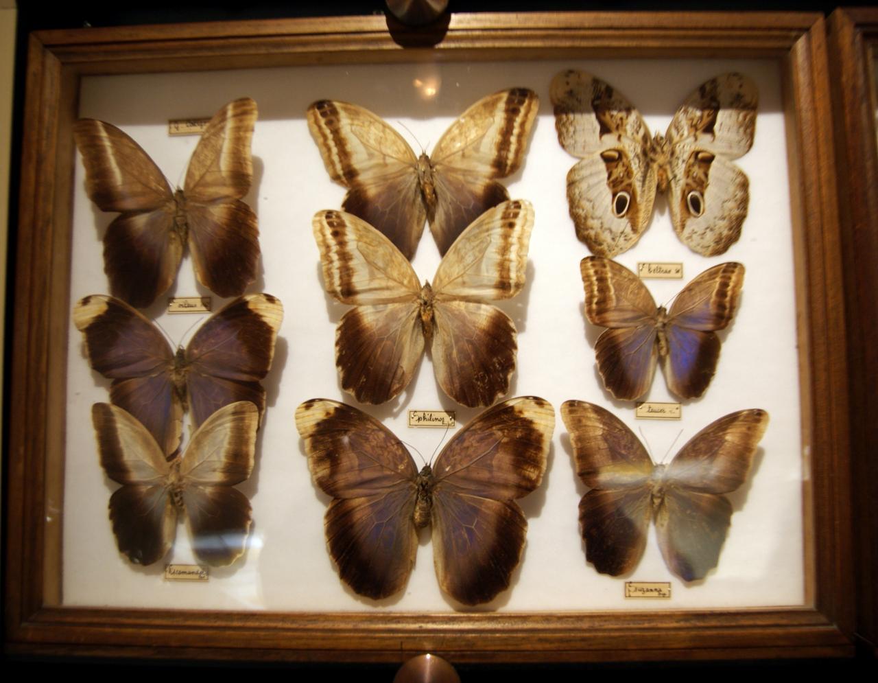 Musée du papillons 7 nov 2013 (18)