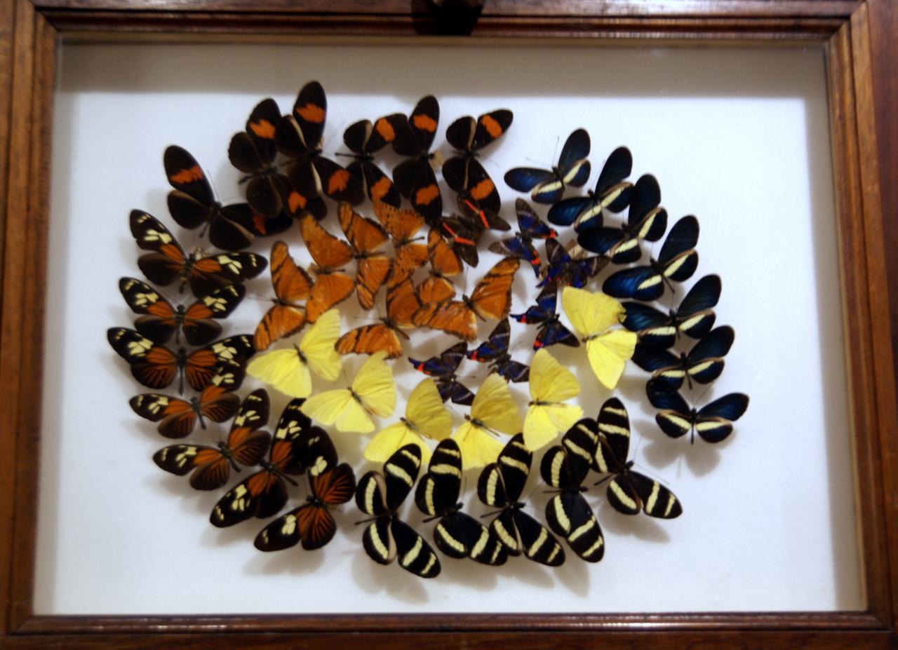 Musée du papillons 7 nov 2013 (19)