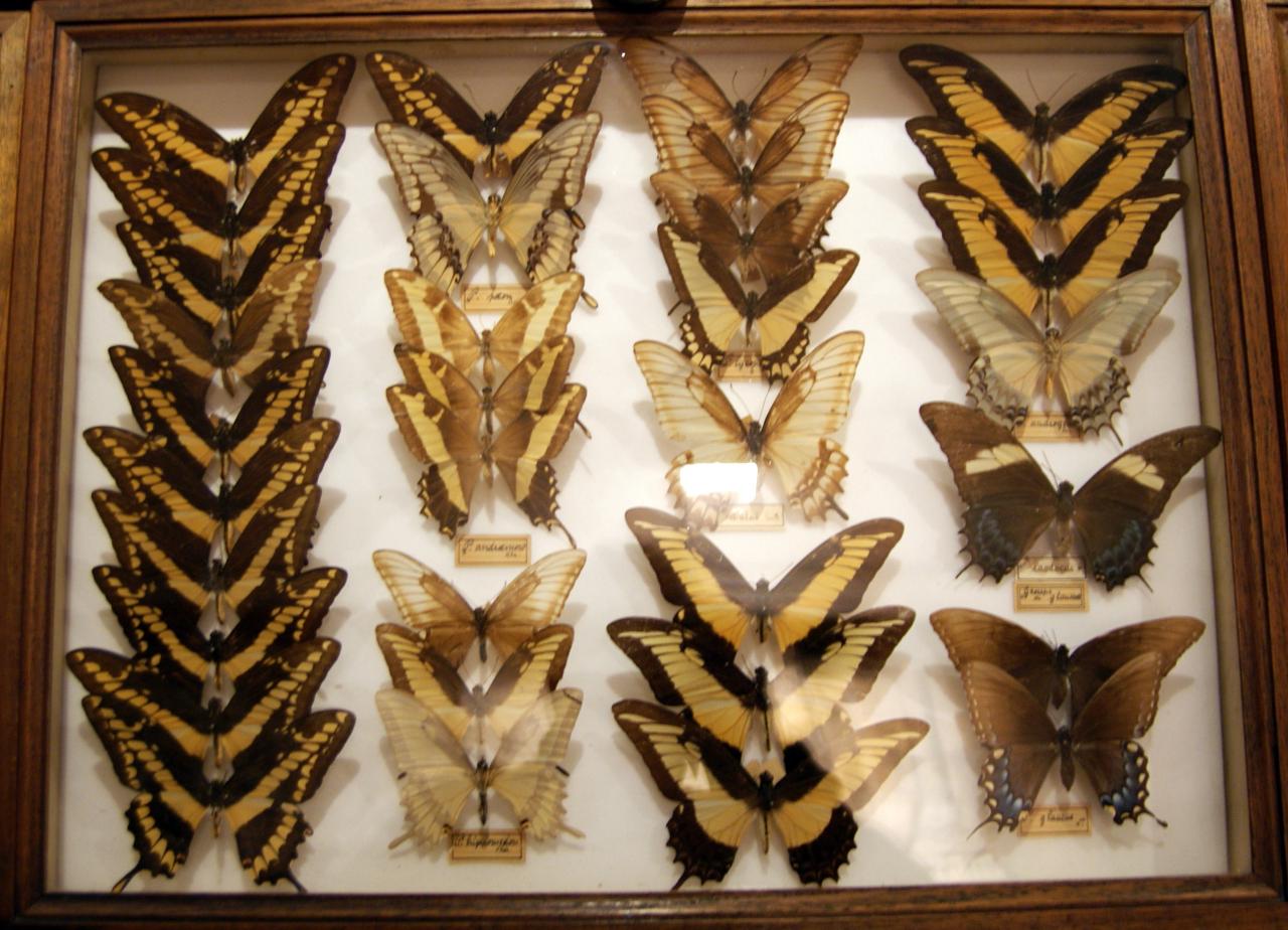 Musée du papillons 7 nov 2013 (20)
