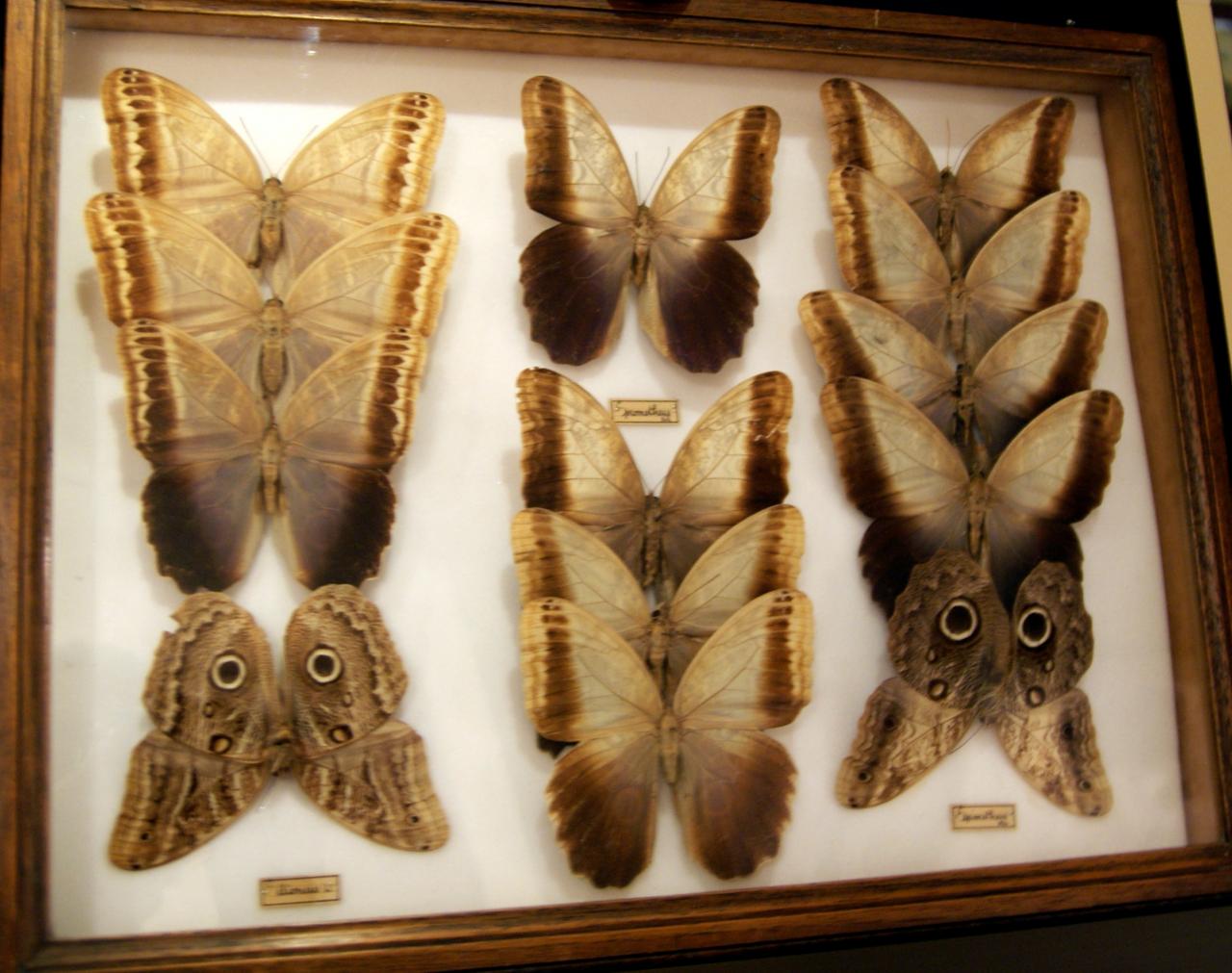 Musée du papillons 7 nov 2013 (21)