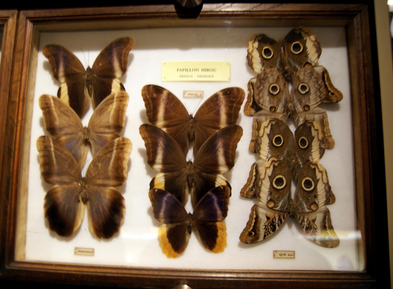 Musée du papillons 7 nov 2013 (23)