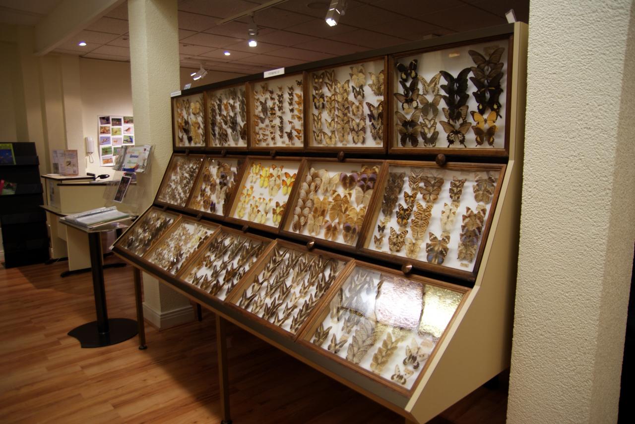 Musée du papillons 7 nov 2013 (24)