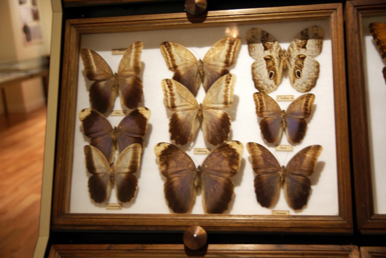 Musée du papillons 7 nov 2013 (26)