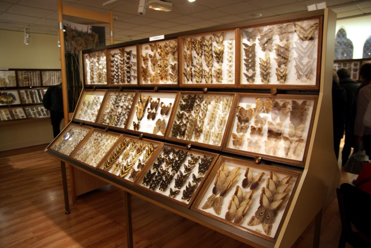 Musée du papillons 7 nov 2013 (28)