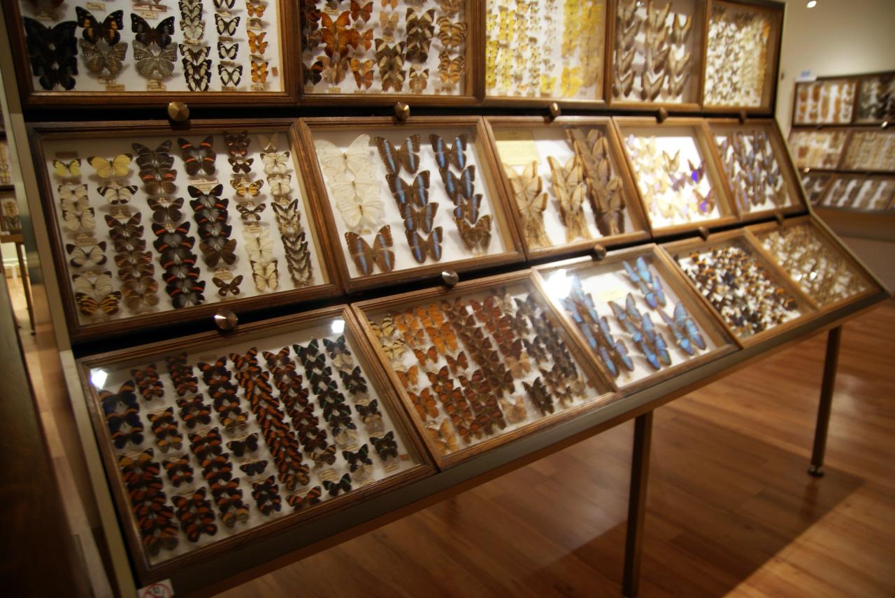 Musée du papillons 7 nov 2013 (29)