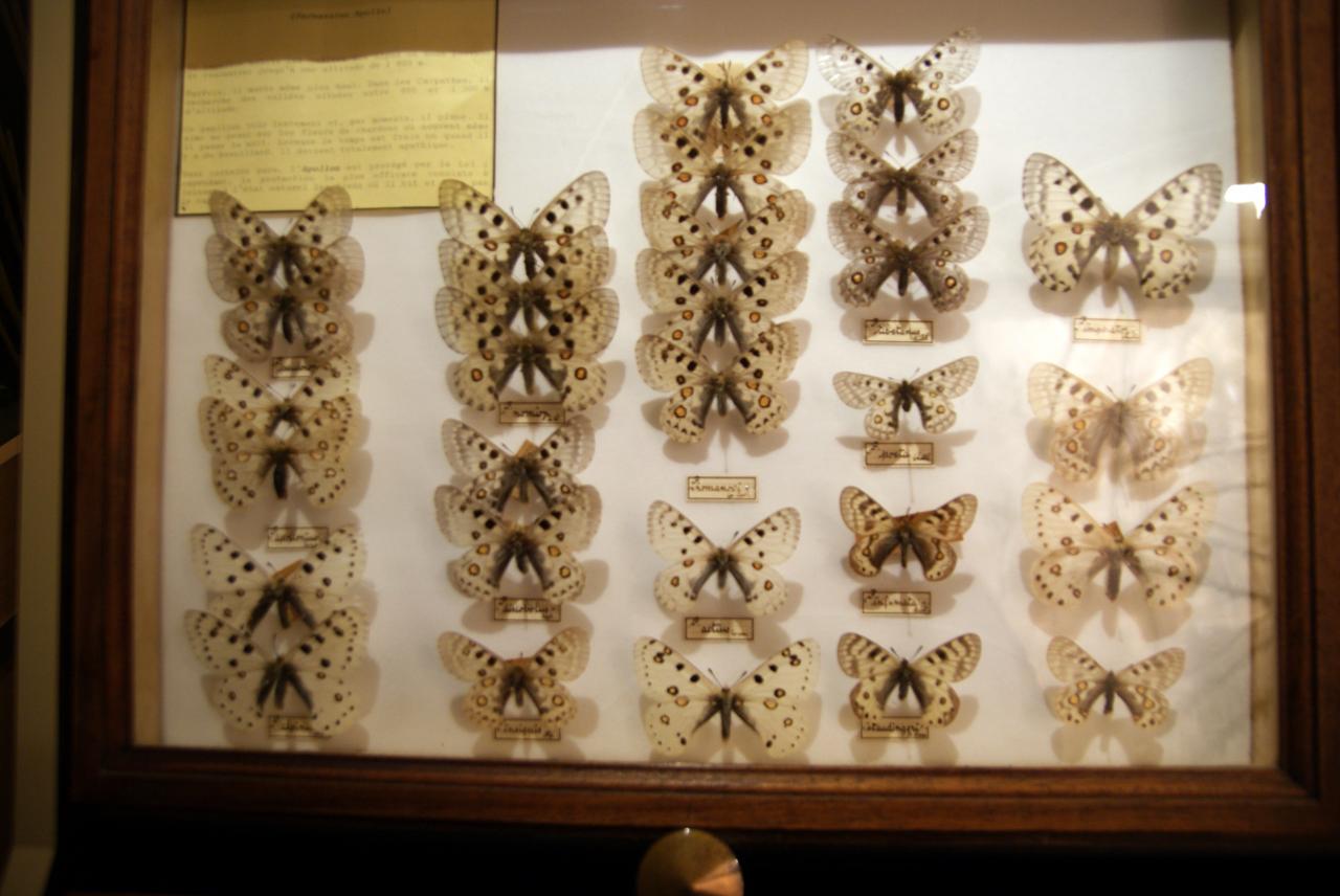Musée du papillons 7 nov 2013 (30)