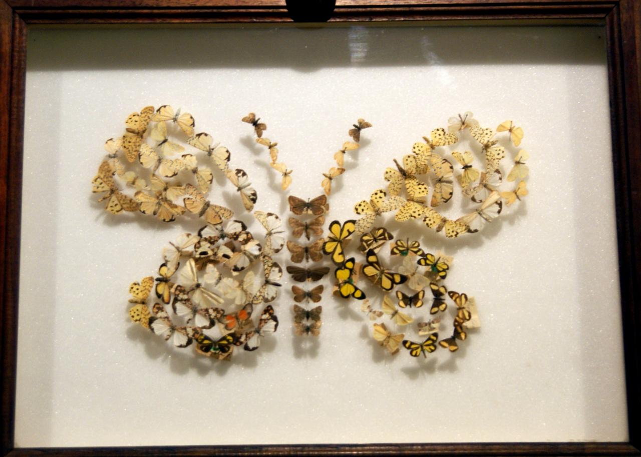 Musée du papillons 7 nov 2013 (32)