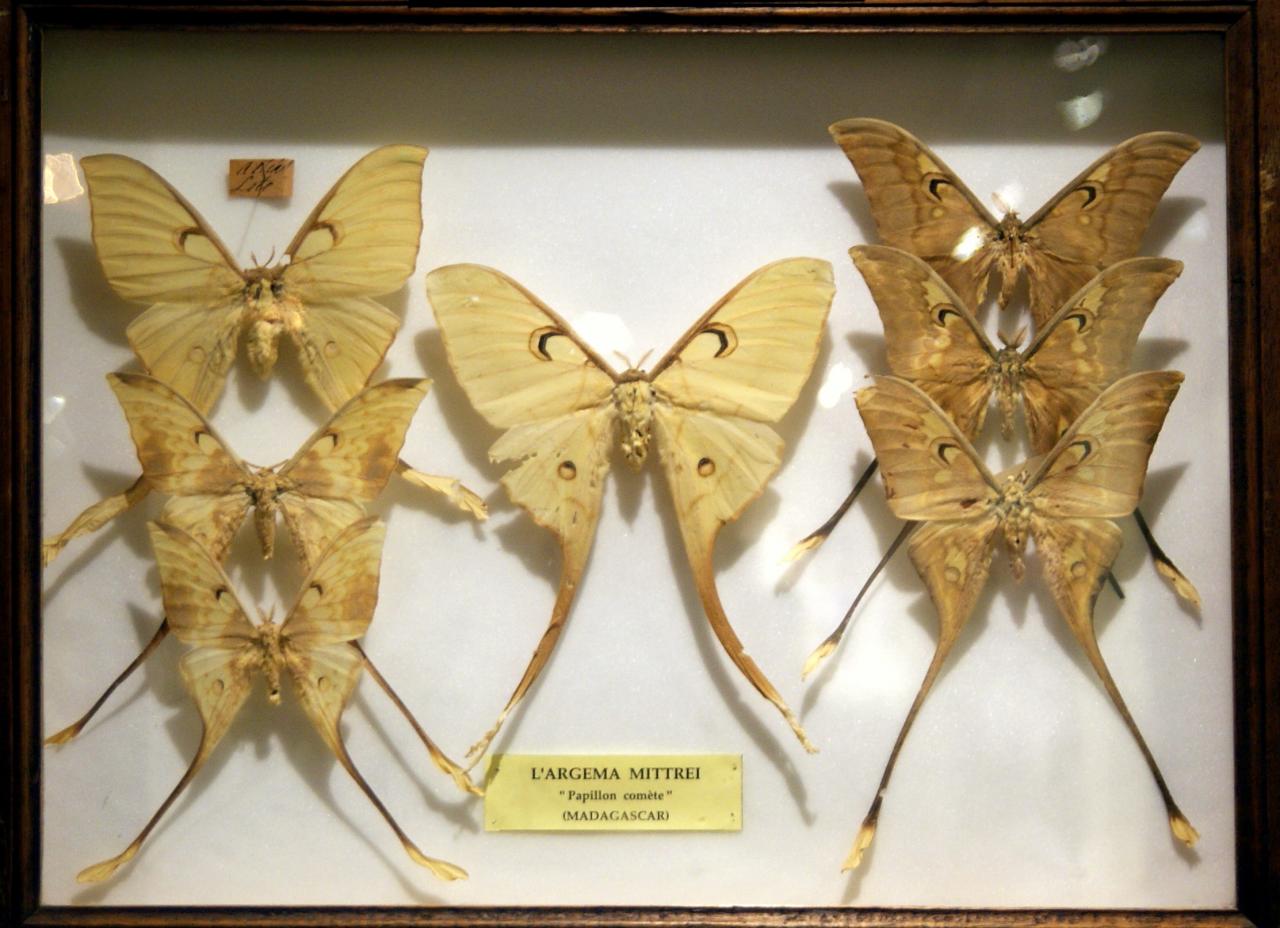 Musée du papillons 7 nov 2013 (33)