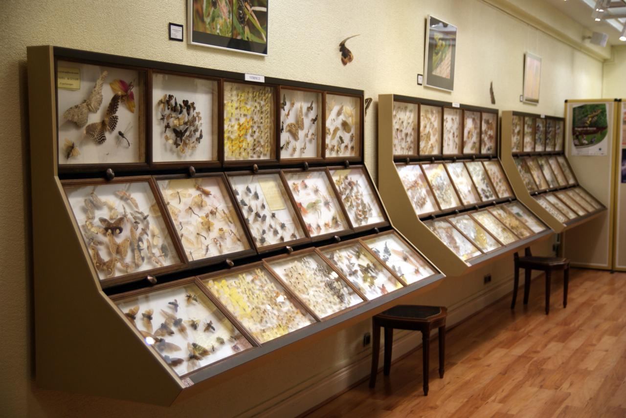 Musée du papillons 7 nov 2013 (34)