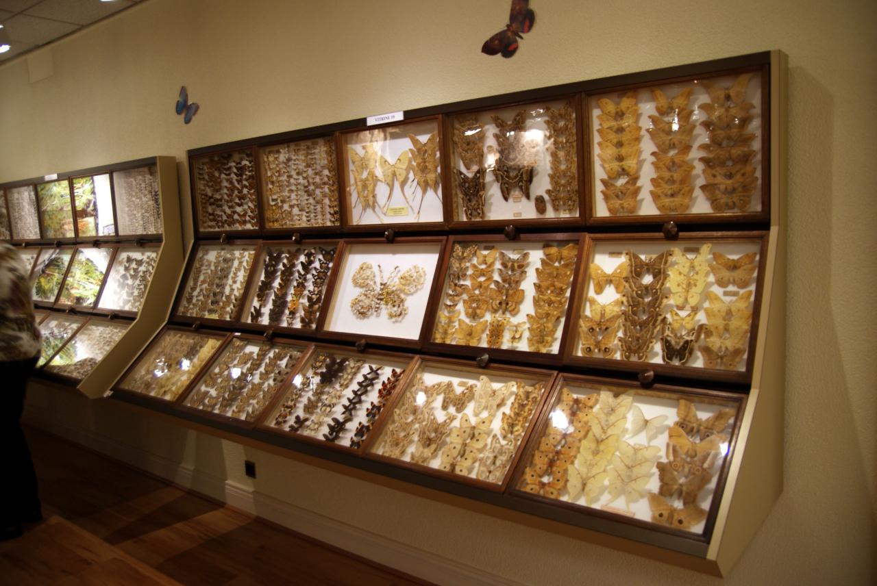 Musée du papillons 7 nov 2013 (35)