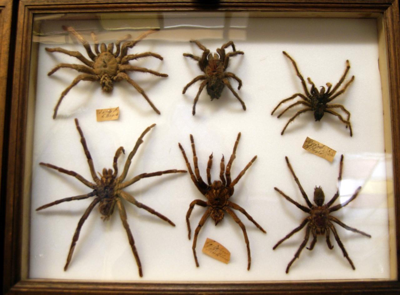 Musée du papillons 7 nov 2013 (36)