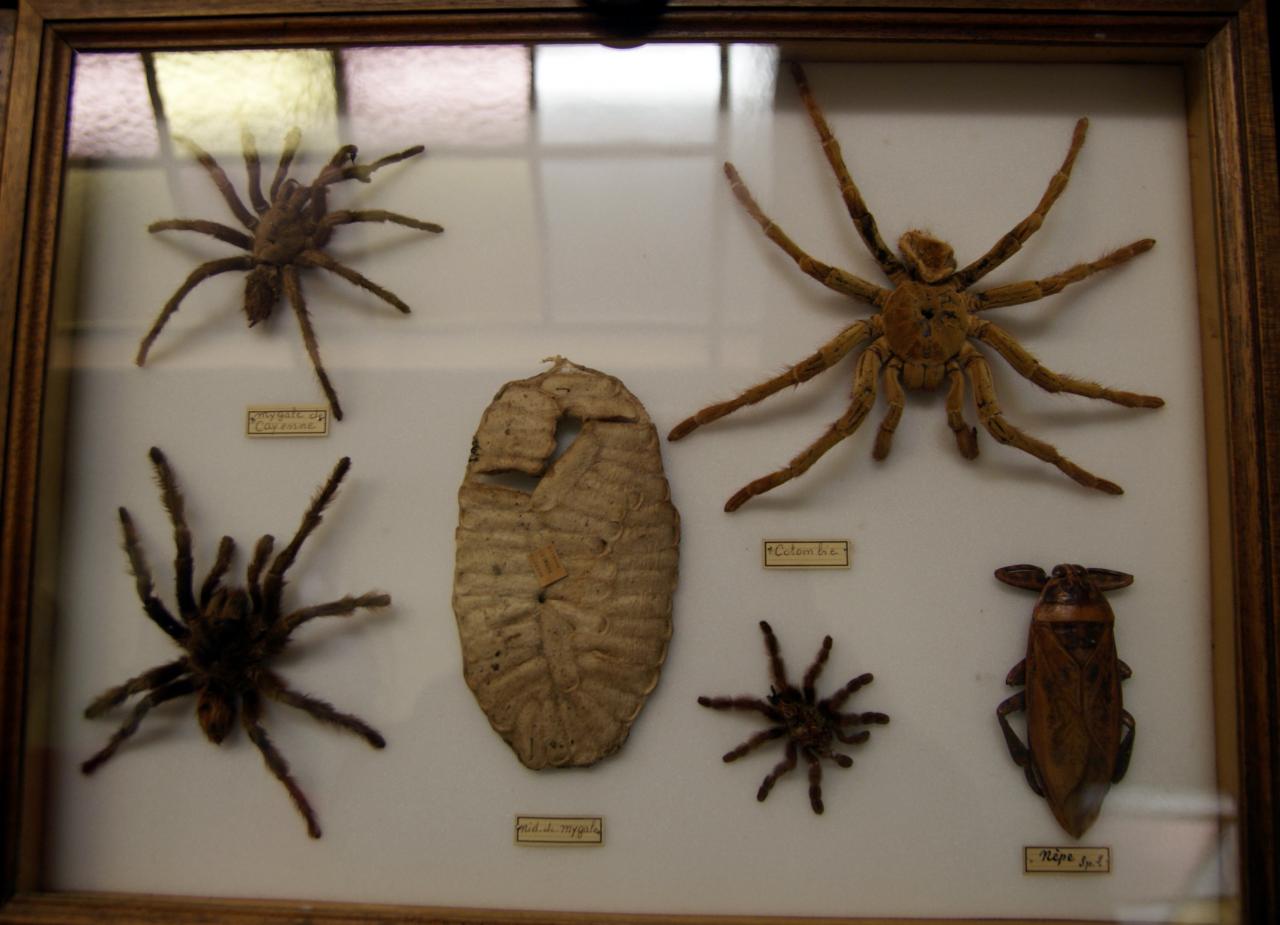 Musée du papillons 7 nov 2013 (37)