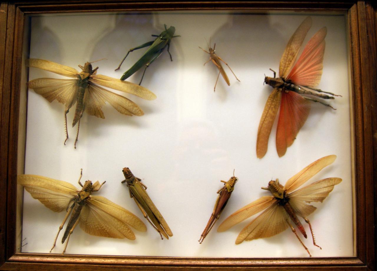 Musée du papillons 7 nov 2013 (38)