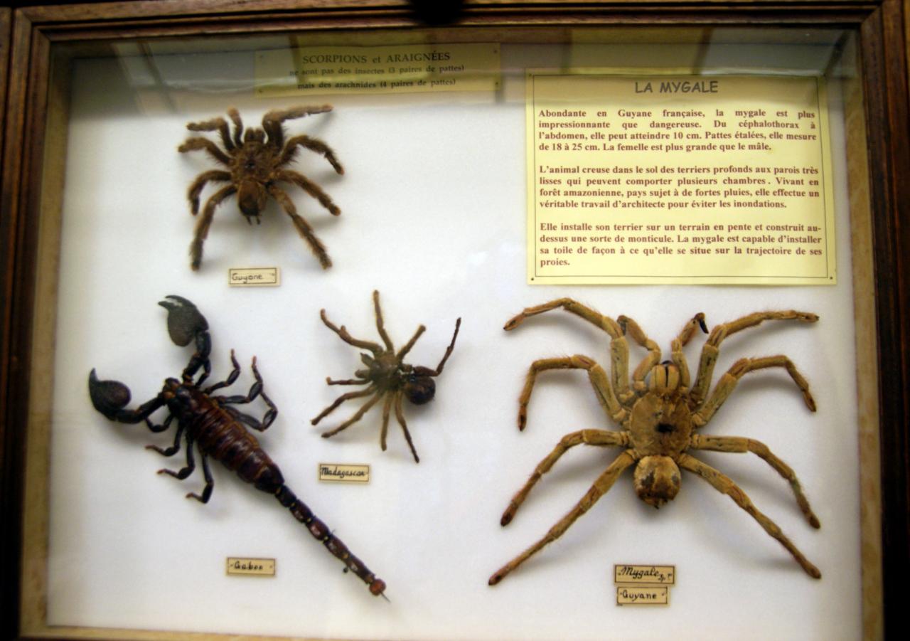 Musée du papillons 7 nov 2013 (39)