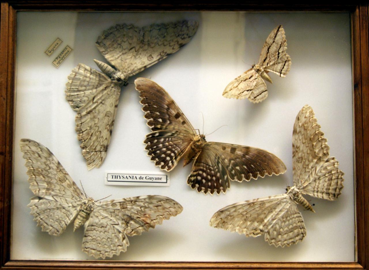 Musée du papillons 7 nov 2013 (40)