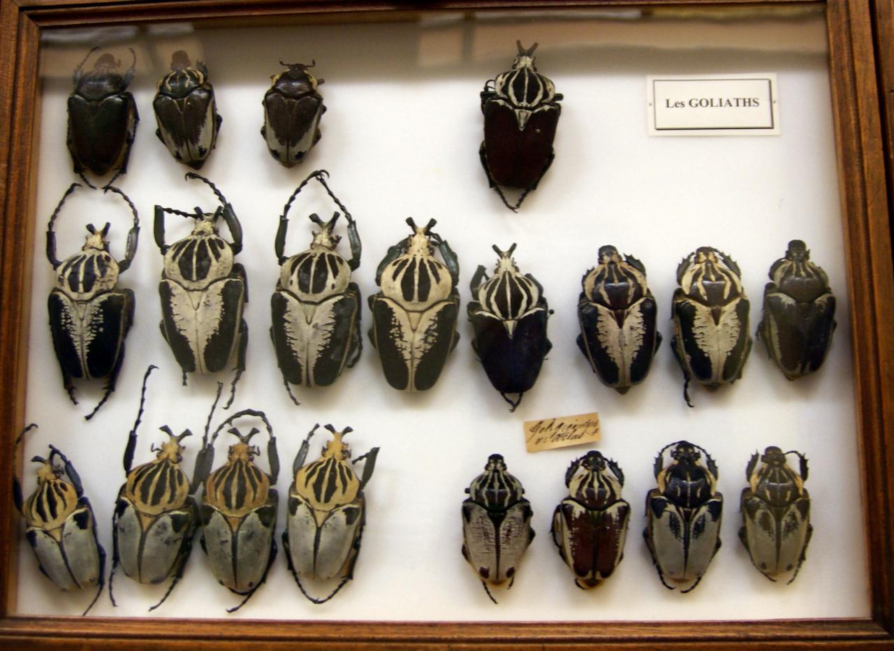 Musée du papillons 7 nov 2013 (41)