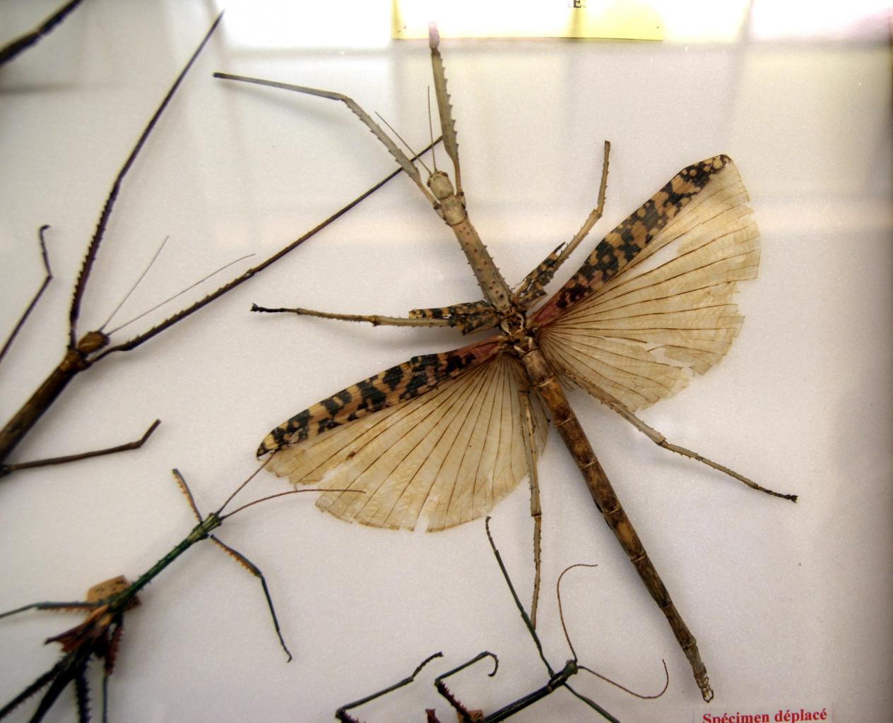 Musée du papillons 7 nov 2013 (42)