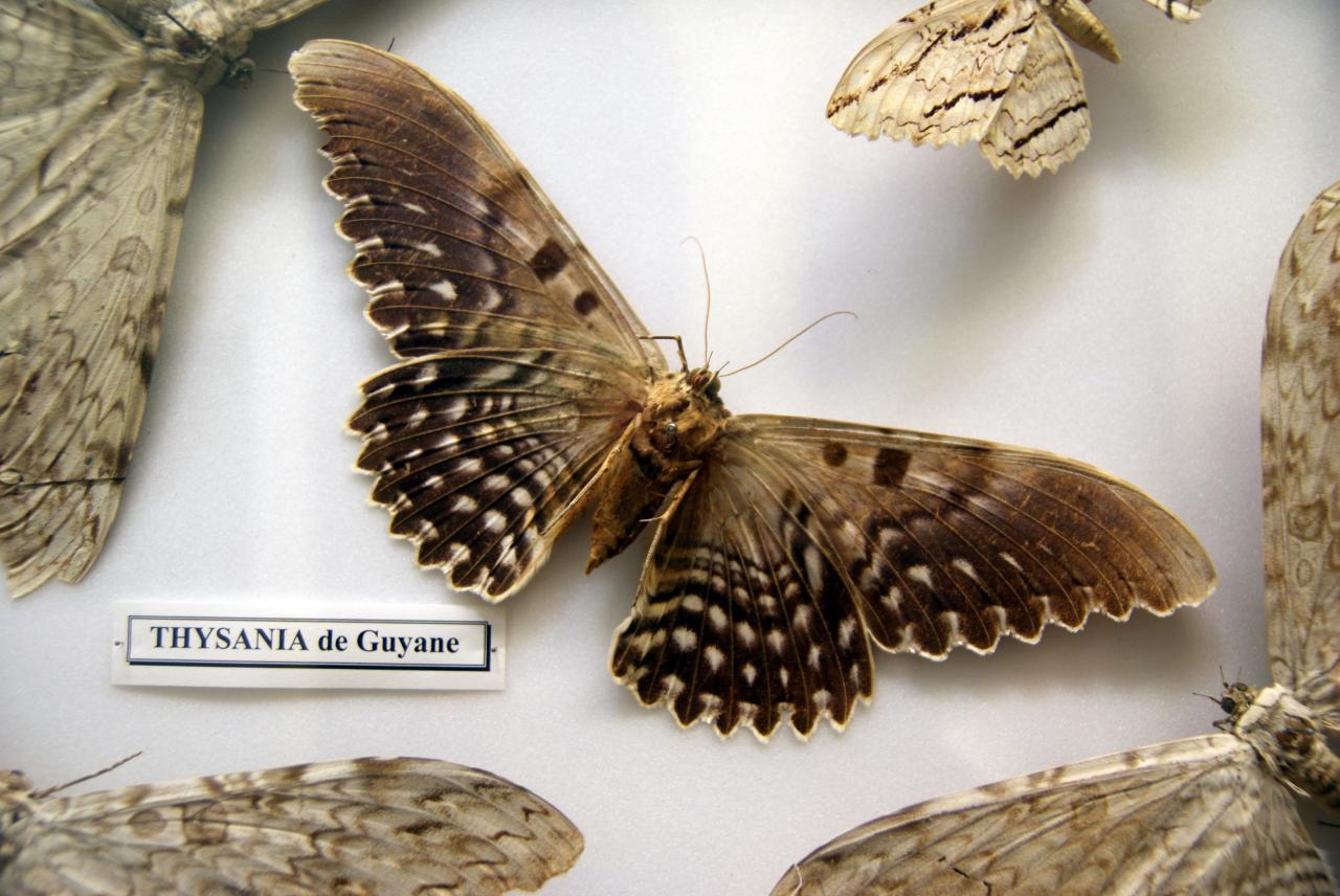 Musée du papillons 7 nov 2013 (43)