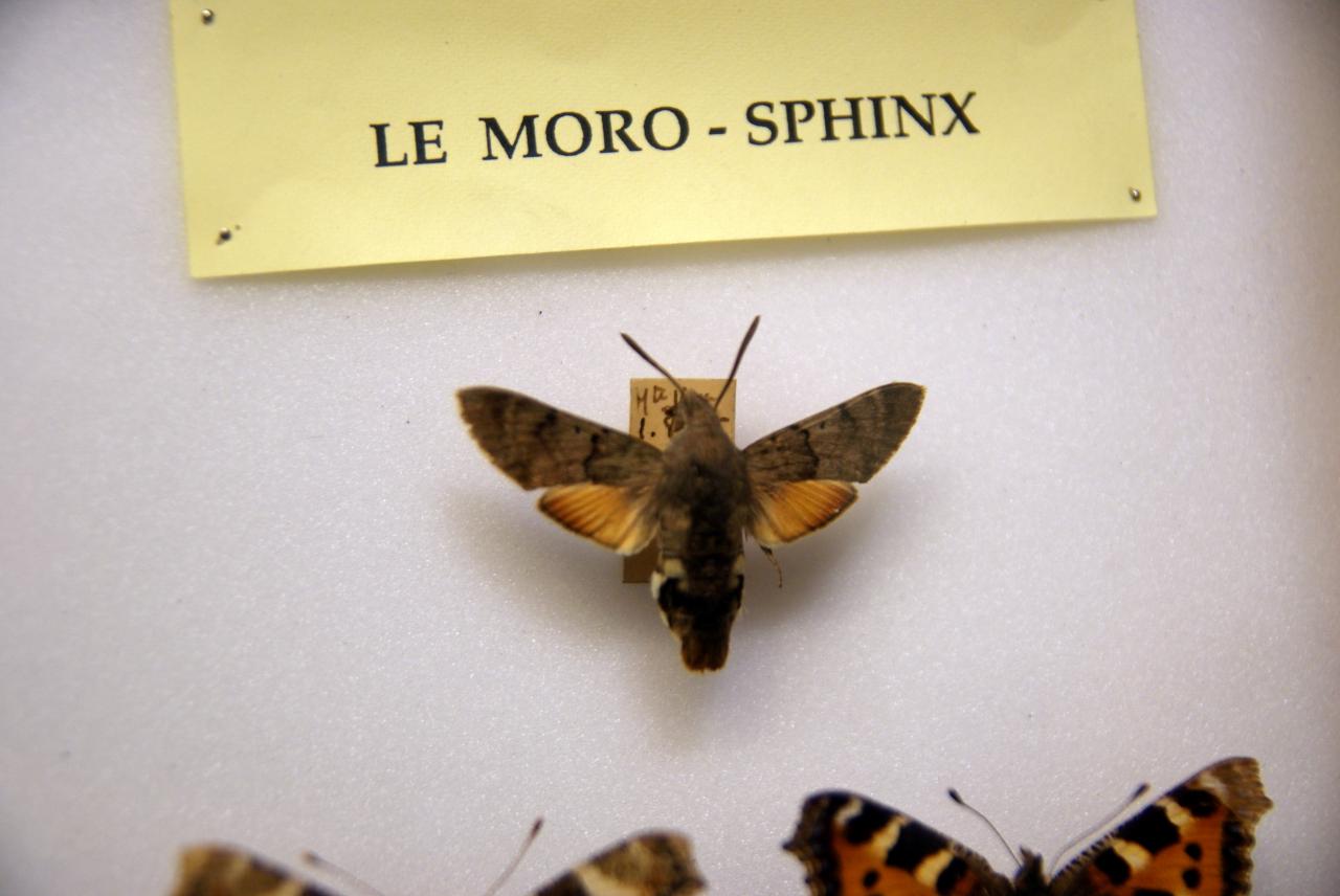 Musée du papillons 7 nov 2013 (44)