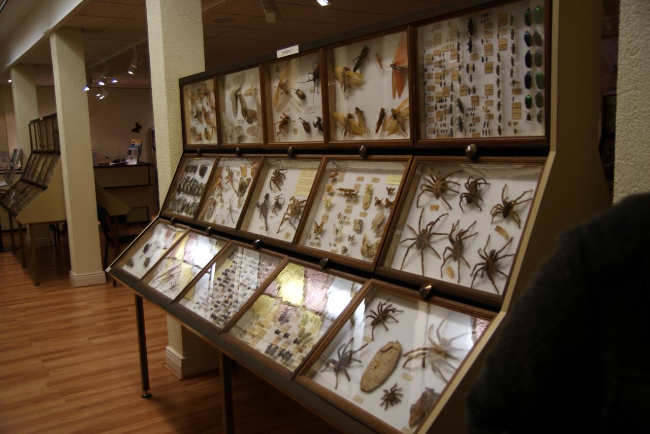 Musée du papillons 7 nov 2013 (45)