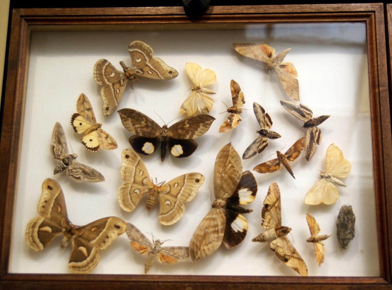 Musée du papillons 7 nov 2013 (46)