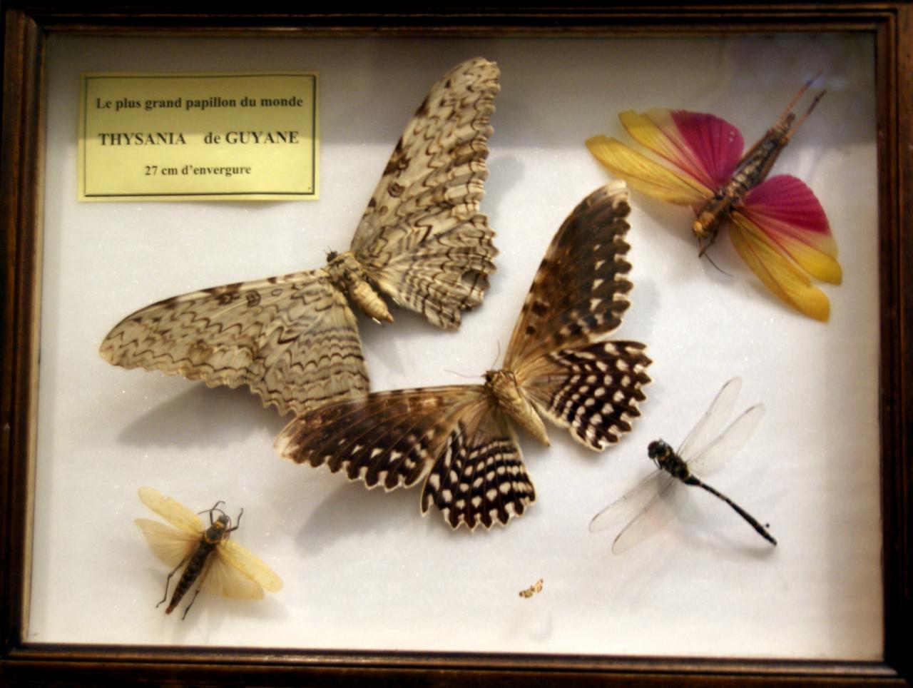Musée du papillons 7 nov 2013 (47)