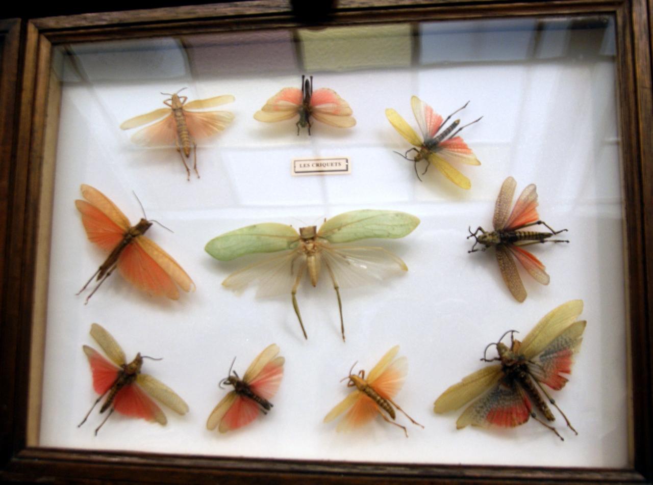 Musée du papillons 7 nov 2013 (48)