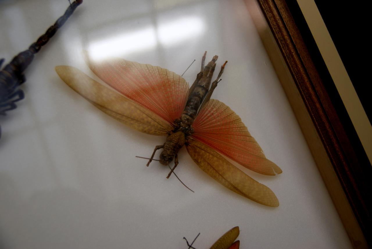 Musée du papillons 7 nov 2013 (49)