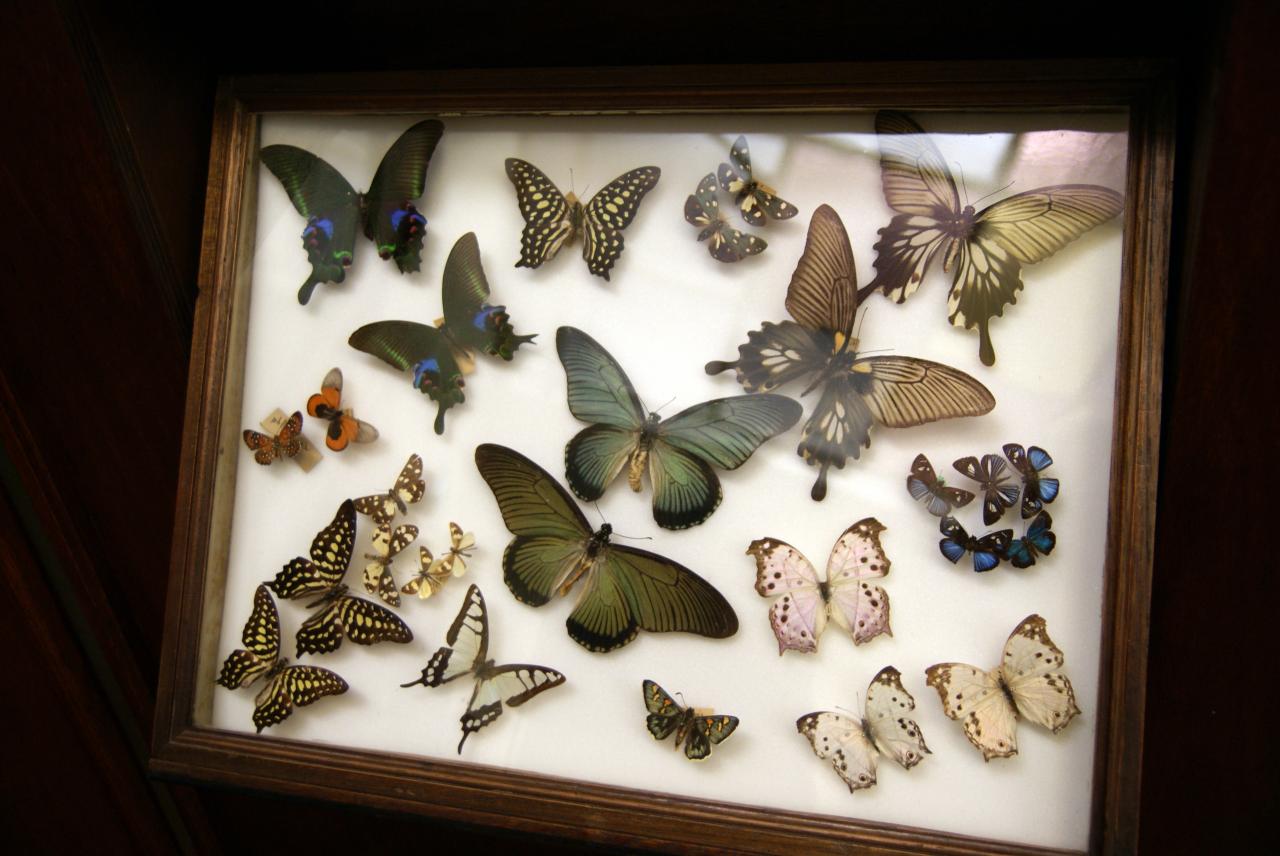 Musée du papillons 7 nov 2013 (5)