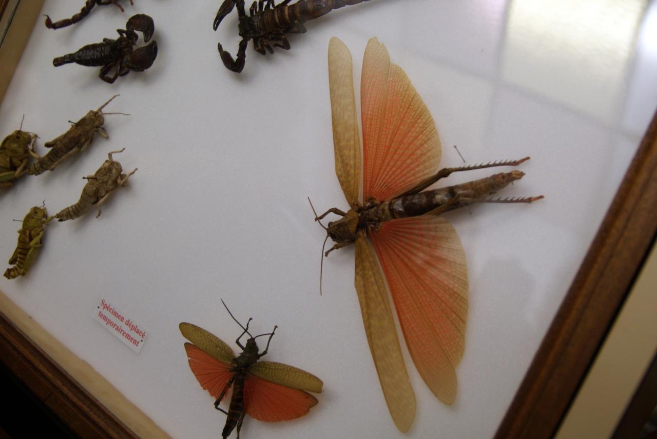 Musée du papillons 7 nov 2013 (50)