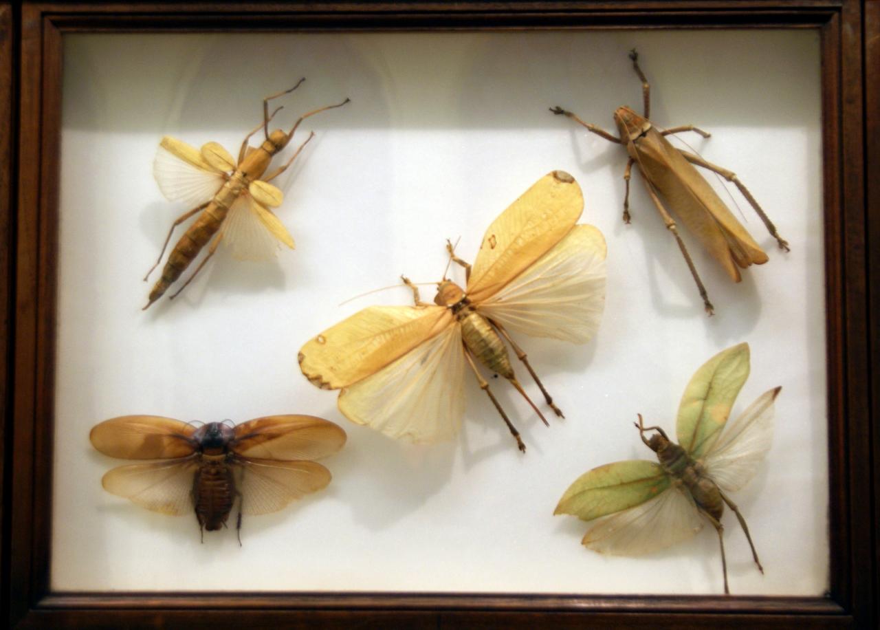 Musée du papillons 7 nov 2013 (51)