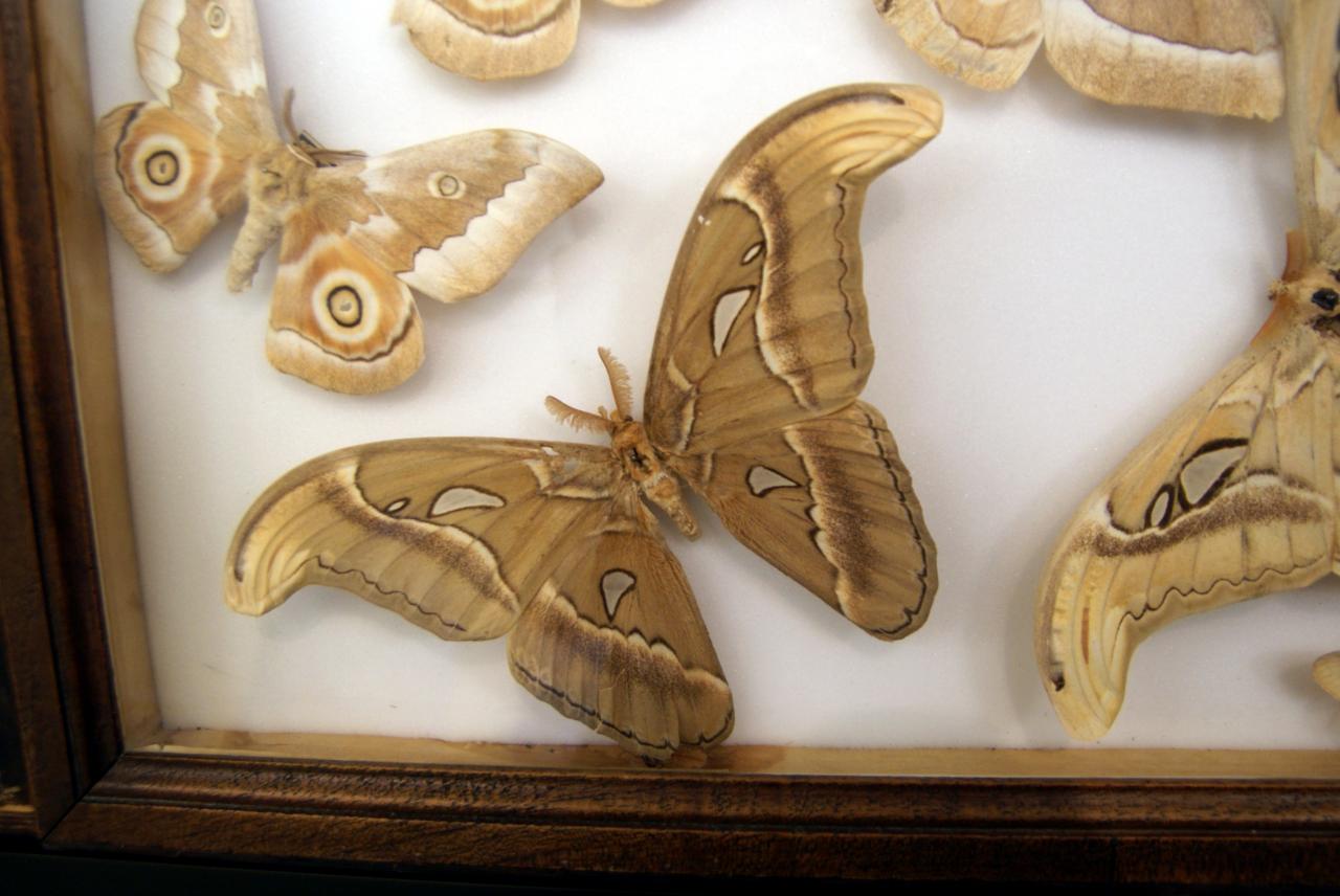 Musée du papillons 7 nov 2013 (53)