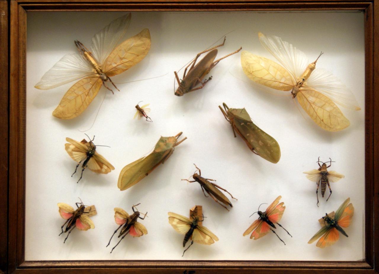 Musée du papillons 7 nov 2013 (54)