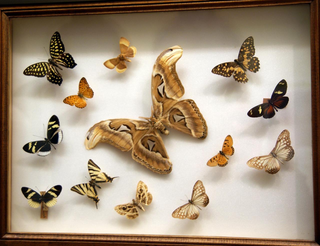 Musée du papillons 7 nov 2013 (55)