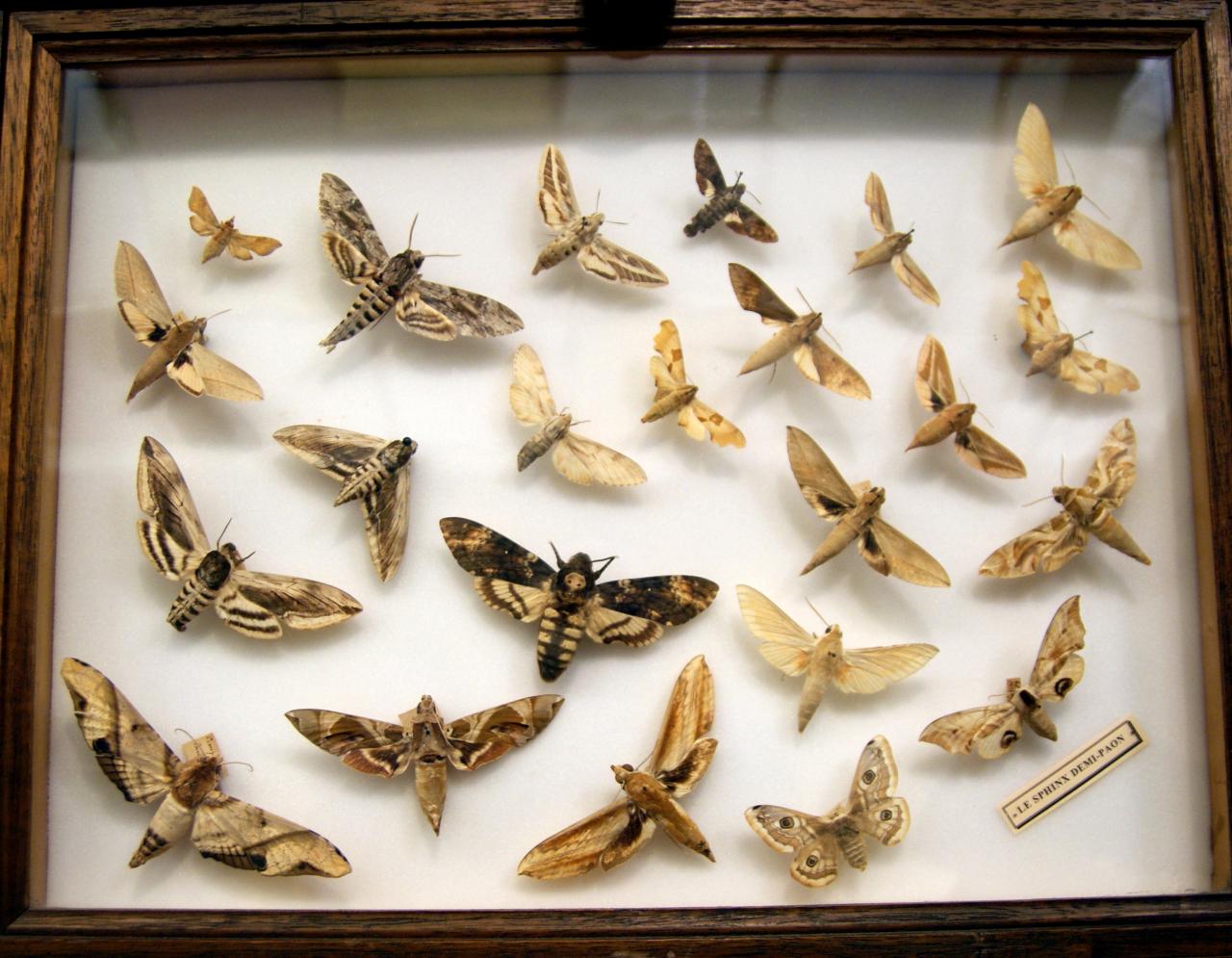 Musée du papillons 7 nov 2013 (56)