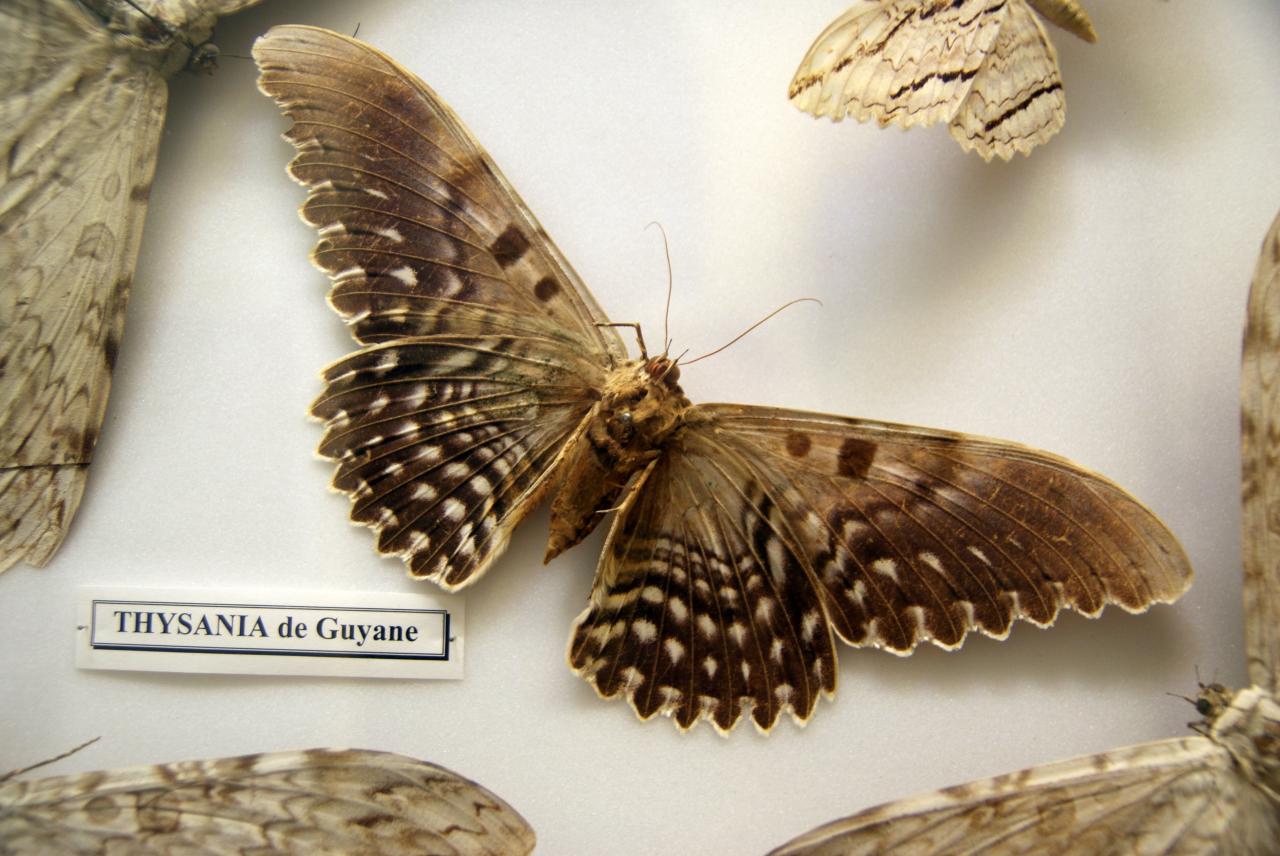 Musée du papillons 7 nov 2013 (57)
