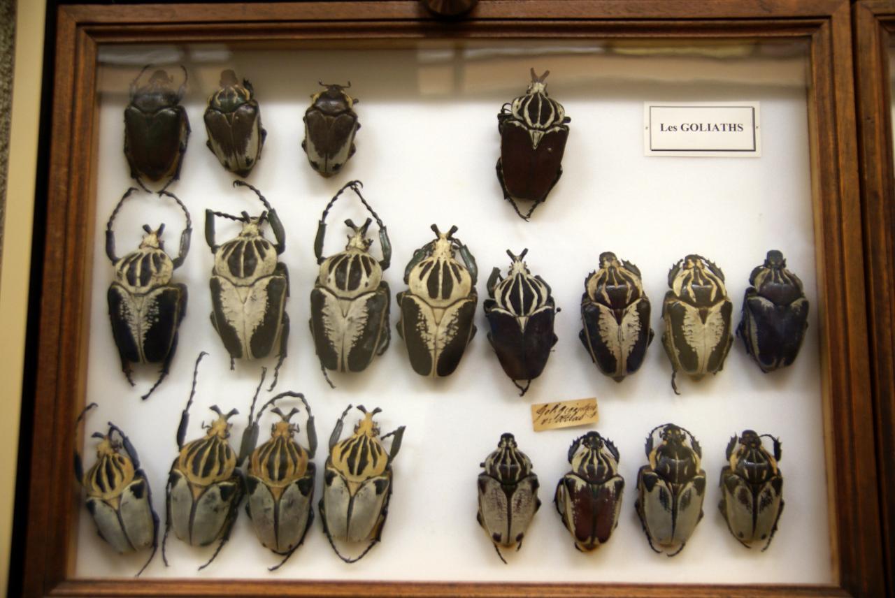 Musée du papillons 7 nov 2013 (58)