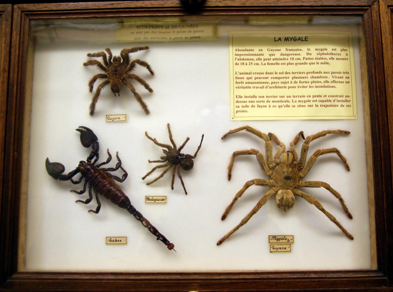 Musée du papillons 7 nov 2013 (59)