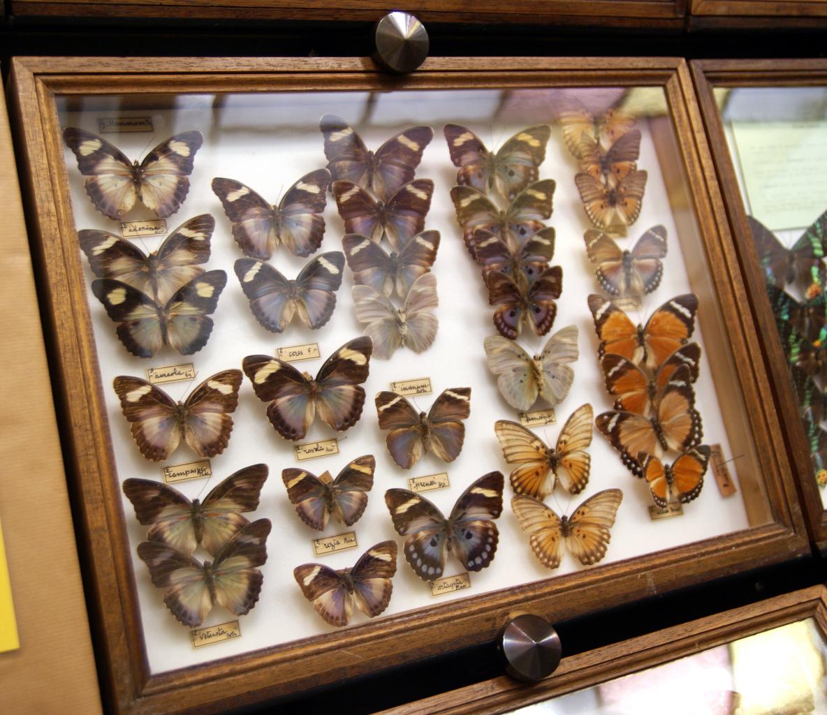 Musée du papillons 7 nov 2013 (6)
